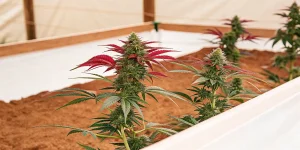 Culture de cannabis en serre, plantes en floraison avec feuilles rouges et têtes résineuses.