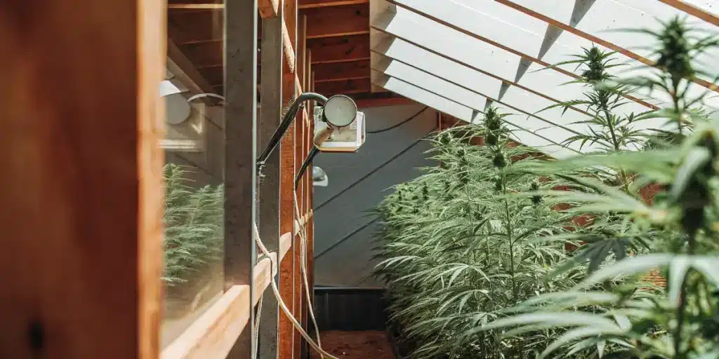 rangée de plantes de cannabis en serre avec toit vitré et capteur climatique pour réguler l’environnement intérieur