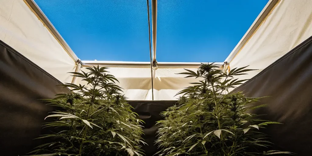 Culture de cannabis sous serre avec structure ouverte laissant entrer la lumière naturelle