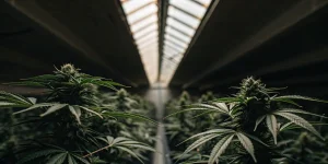 Culture de cannabis en serre avec des plantes en floraison alignées sous une structure vitrée et une lumière contrôlée.