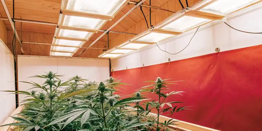 Culture extérieure de cannabis en bacs en bois sous abri, plantes en croissance dans un cadre naturel.