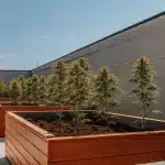 Culture extérieure de cannabis en bacs en bois sur terrasse, plantes en floraison sous lumière naturelle.