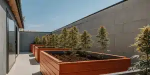 Culture extérieure de cannabis en bacs en bois sur terrasse, plantes en floraison sous lumière naturelle.