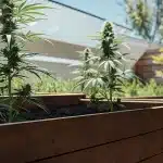 Culture extérieure de cannabis CBD en bacs surélevés, plantes élancées en floraison sous lumière naturelle.