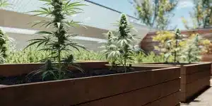 Culture extérieure de cannabis CBD en bacs surélevés, plantes élancées en floraison sous lumière naturelle.