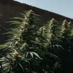 Culture extérieure de cannabis CBD en floraison, plantes alignées exposées à la lumière du soleil.