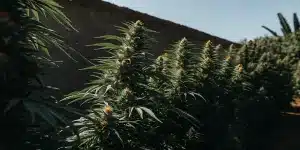 Culture extérieure de cannabis CBD en floraison, plantes alignées exposées à la lumière du soleil.