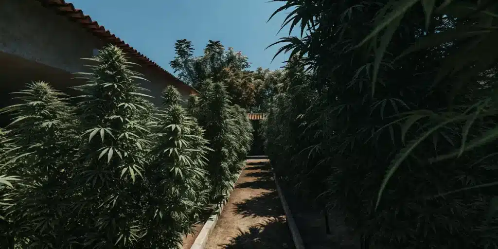 Culture extérieure de cannabis CBD en rangées denses dans un jardin ensoleillé.