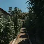 Culture extérieure de cannabis CBD en rangées denses dans un jardin ensoleillé.