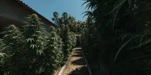 Culture extérieure de cannabis CBD en rangées denses dans un jardin ensoleillé.