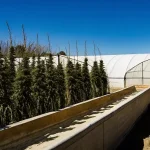 Culture extérieure de cannabis CBD en rangées près d’une serre sous ciel bleu dégagé.