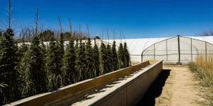 Culture extérieure de cannabis CBD en rangées près d’une serre sous ciel bleu dégagé.