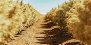 Culture extérieure de cannabis en rangs, plantes matures prêtes pour la récolte sur sol sec.