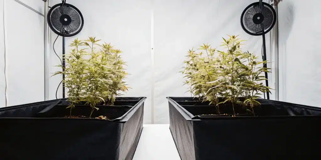 Culture intérieure de cannabis CBD en bacs textiles avec plantes claires et ventilation murale.