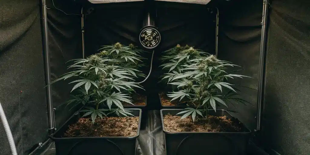 Culture intérieure de cannabis CBD en tente noire avec éclairage LED suspendu et deux plantes en floraison en pots.
