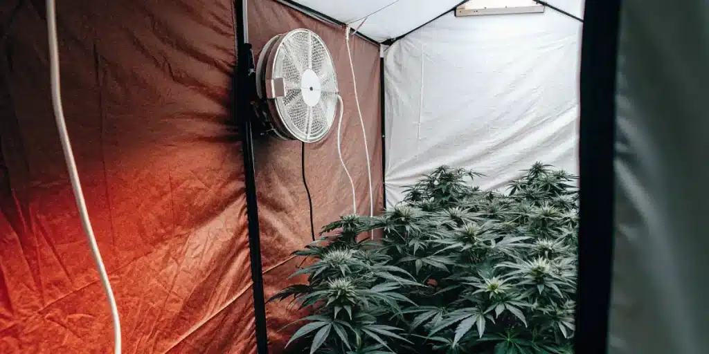 Culture intérieure de cannabis CBD en tente avec ventilateur mural et plantes denses.