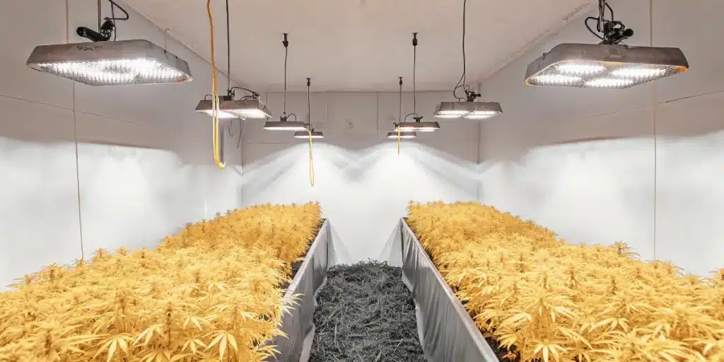 Culture intérieure de cannabis en fin de floraison, feuillage jauni sous éclairage horticole contrôlé.