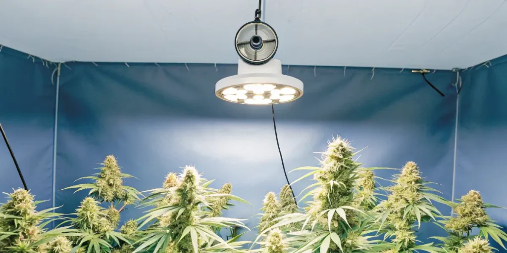 Culture intérieure de cannabis sous lampe LED suspendue, plantes en floraison bien éclairées.