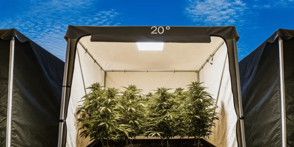 Culture intérieure de cannabis en tente contrôlée à 20 degrés, plantes vigoureuses sous éclairage artificiel.