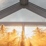 Plantes de cannabis en pleine floraison dans une serre, baignées par une lumière dorée intense traversant la structure en verre.