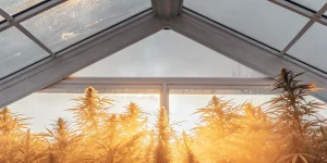 Plantes de cannabis en pleine floraison dans une serre, baignées par une lumière dorée intense traversant la structure en verre.