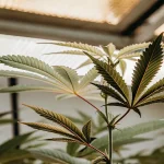Gros plan sur une feuille de cannabis en phase de croissance dans une serre éclairée par lumière naturelle diffuse