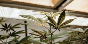 Gros plan sur une feuille de cannabis en phase de croissance dans une serre éclairée par lumière naturelle diffuse