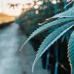 Gros plan détaillé d’une feuille de cannabis recouverte de fines gouttelettes d’eau dans une serre professionnelle. La profondeur de champ met en valeur la texture de la feuille tandis que les rangées de plants s’étendent en arrière-plan sous une lumière chaude de fin de journée.