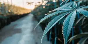 Gros plan détaillé d’une feuille de cannabis recouverte de fines gouttelettes d’eau dans une serre professionnelle. La profondeur de champ met en valeur la texture de la feuille tandis que les rangées de plants s’étendent en arrière-plan sous une lumière chaude de fin de journée.