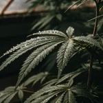 Feuille cannabis gouttelettes serre humide avec perles d eau sur surface vert fonce.