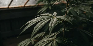 Feuille cannabis gouttelettes serre humide avec perles d eau sur surface vert fonce.