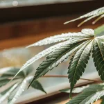Feuille cannabis gouttes eau lumiere naturelle avec nervures vert fonce pres fenetre.