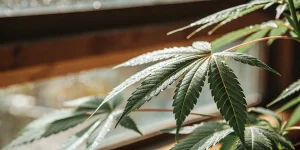 Feuille cannabis gouttes eau lumiere naturelle avec nervures vert fonce pres fenetre.