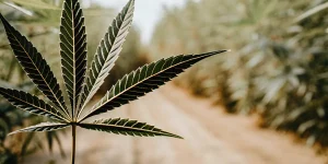 Gros plan d’une feuille de cannabis verte avec nervures marquées dans une culture extérieure en arrière-plan flou.