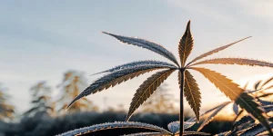 Feuille cannabis rosee coucher soleil avec cristaux brillants sur bords denteles.