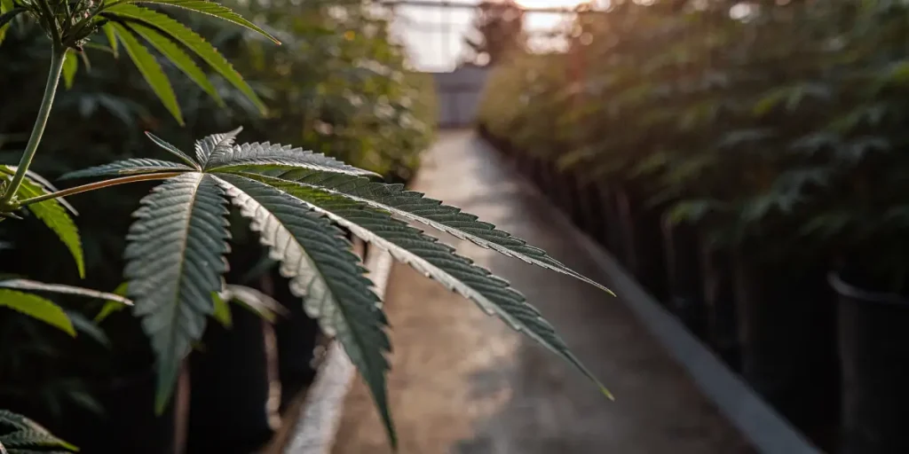 Feuille de cannabis en premier plan dans une serre avec rangées de plants et lumière dorée en arrière-plan