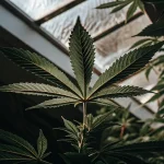 Feuille cannabis serre lumiere naturelle sous verriere avec nervures vert fonce bien visibles.