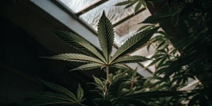 Feuille cannabis serre lumiere naturelle sous verriere avec nervures vert fonce bien visibles.