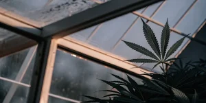 Feuille de cannabis en gros plan dans une serre moderne avec structure en verre et lumière naturelle douce