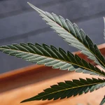 gros plan d’une feuille de cannabis verte en pleine santé sous lumière naturelle dans une serre