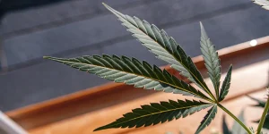 gros plan d’une feuille de cannabis verte en pleine santé sous lumière naturelle dans une serre
