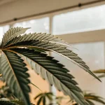 Feuille de cannabis cultivée en intérieur présentant des signes visibles de stress nutritionnel sous lumière naturelle.
