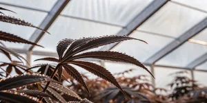Feuille de cannabis sombre couverte de gouttelettes d’eau dans une serre éclairée naturellement.