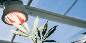 Feuille de cannabis exposée à une lampe LED horticole, montrant l’impact du spectre lumineux sur la photosynthèse.