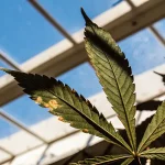 Feuille de cannabis verte avec des lésions et des zones endommagées sous lumière naturelle