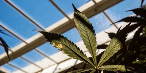 Feuille de cannabis verte avec des lésions et des zones endommagées sous lumière naturelle