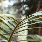 Feuille de plante tropicale en gros plan, éclairée par la lumière naturelle dans un environnement forestier.