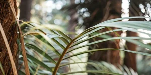 Feuille de plante tropicale en gros plan, éclairée par la lumière naturelle dans un environnement forestier.