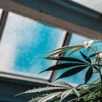 Feuilles cannabis serre lumiere bleue avec gouttes eau sur bords denteles.