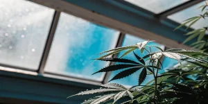 Feuilles cannabis serre lumiere bleue avec gouttes eau sur bords denteles.
